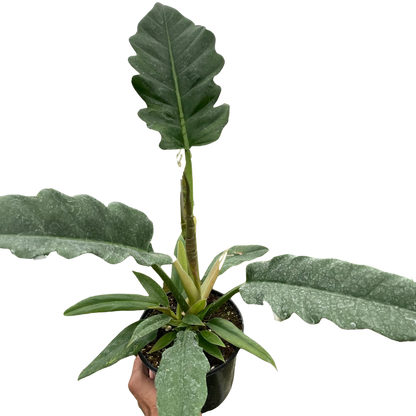 Philodendron &