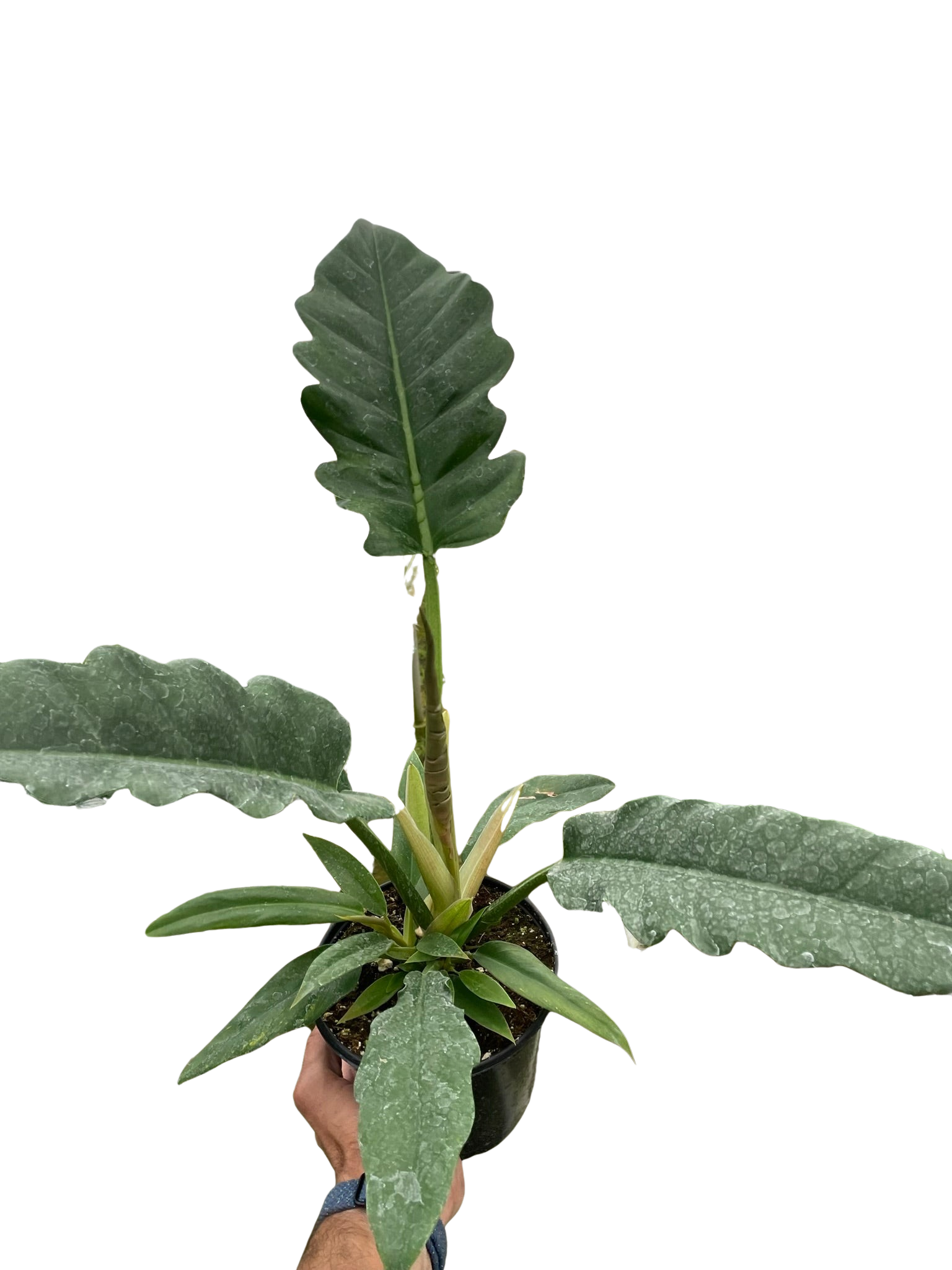 Philodendron &