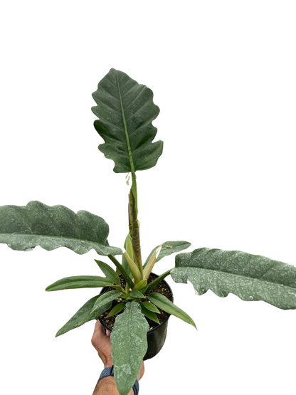 Philodendron &