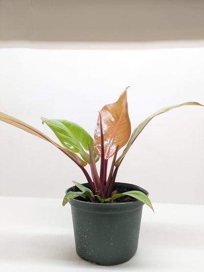 Philodendron &