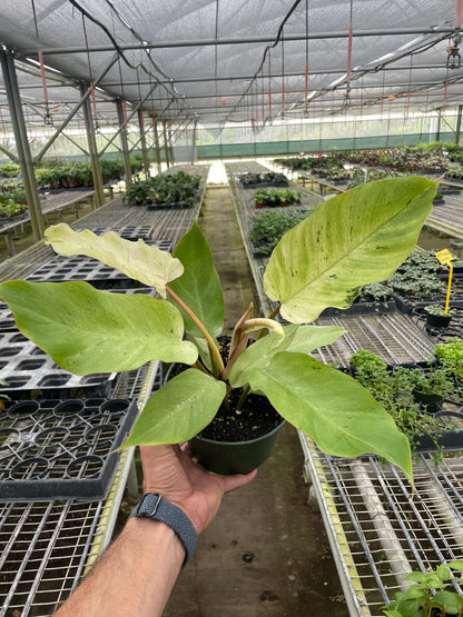 Philodendron &