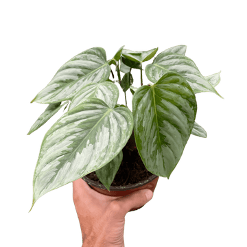 Philodendron &