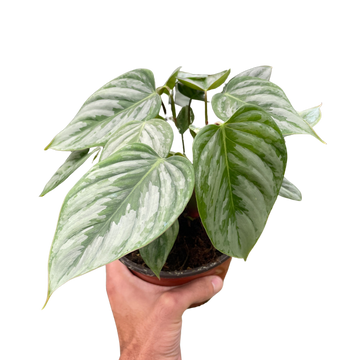 Philodendron &