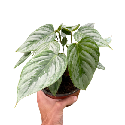 Philodendron &