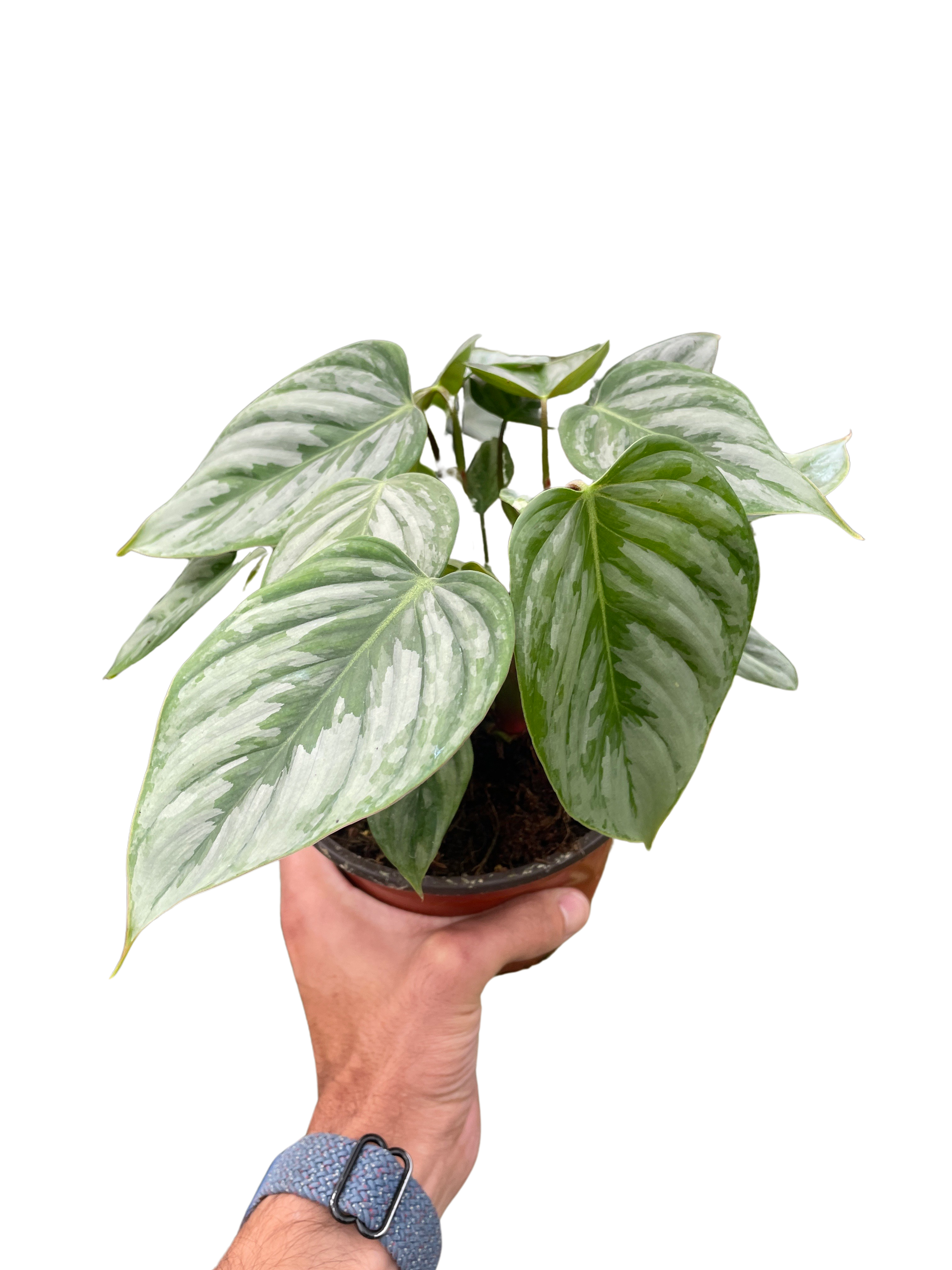 Philodendron &