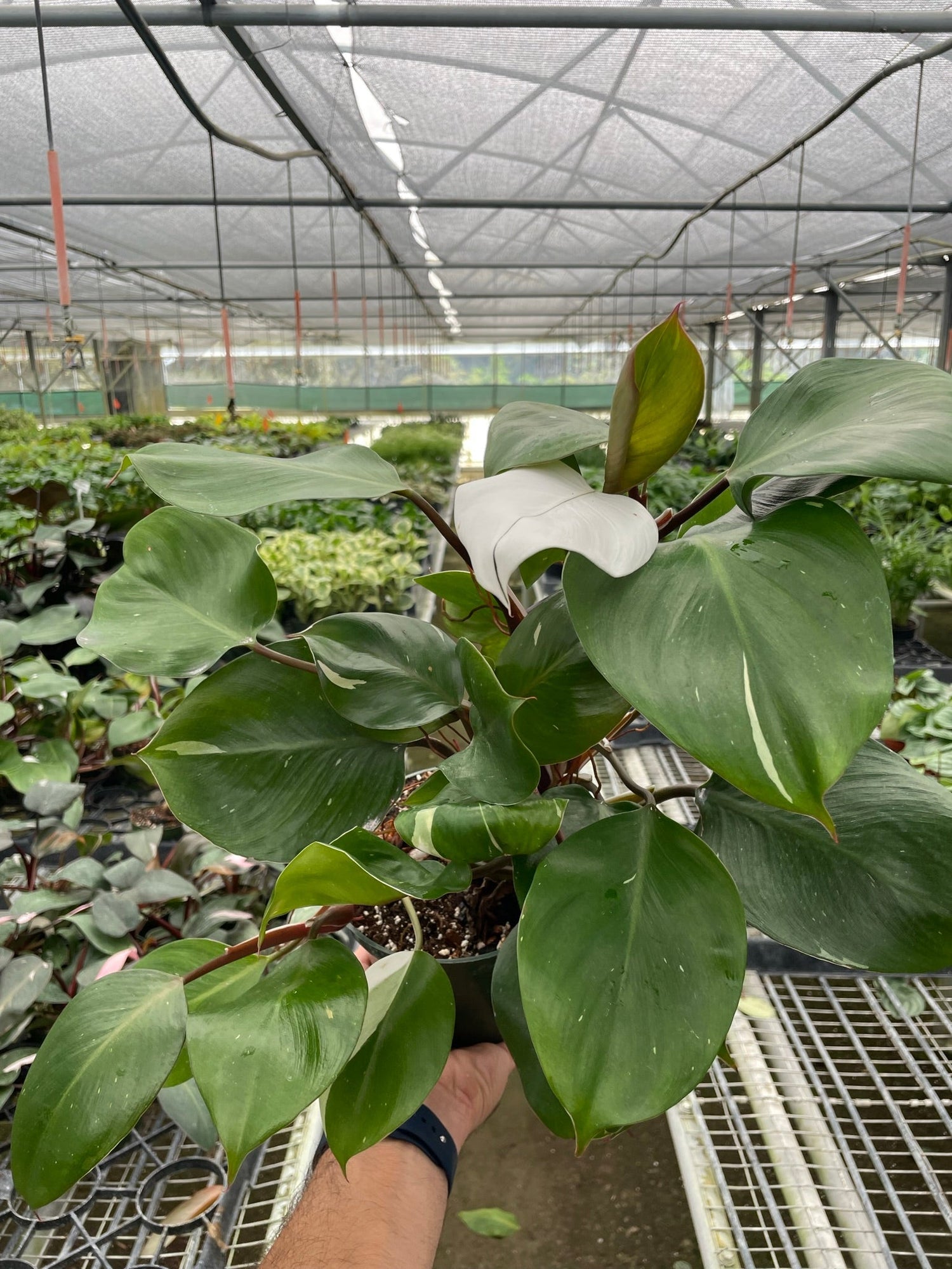 Philodendron &