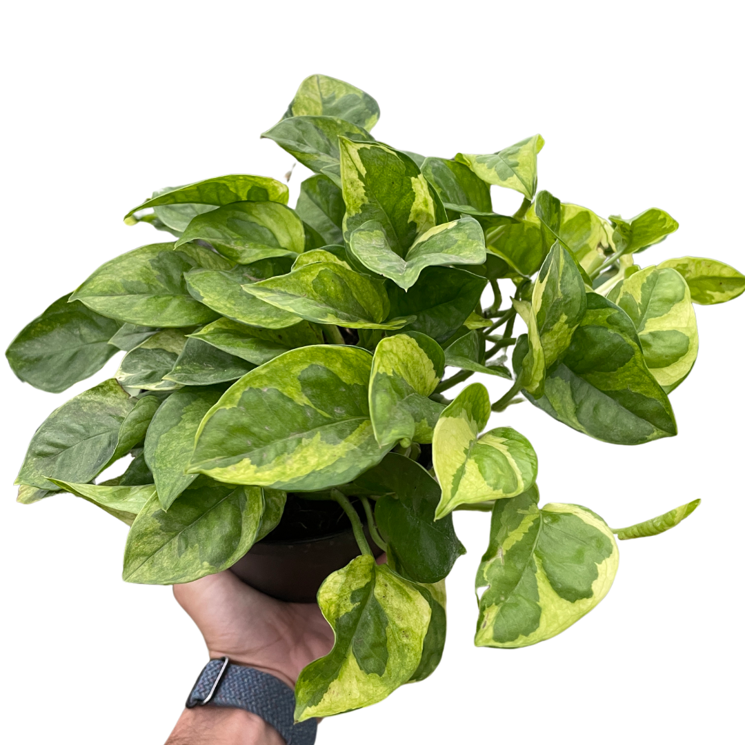 Pothos &