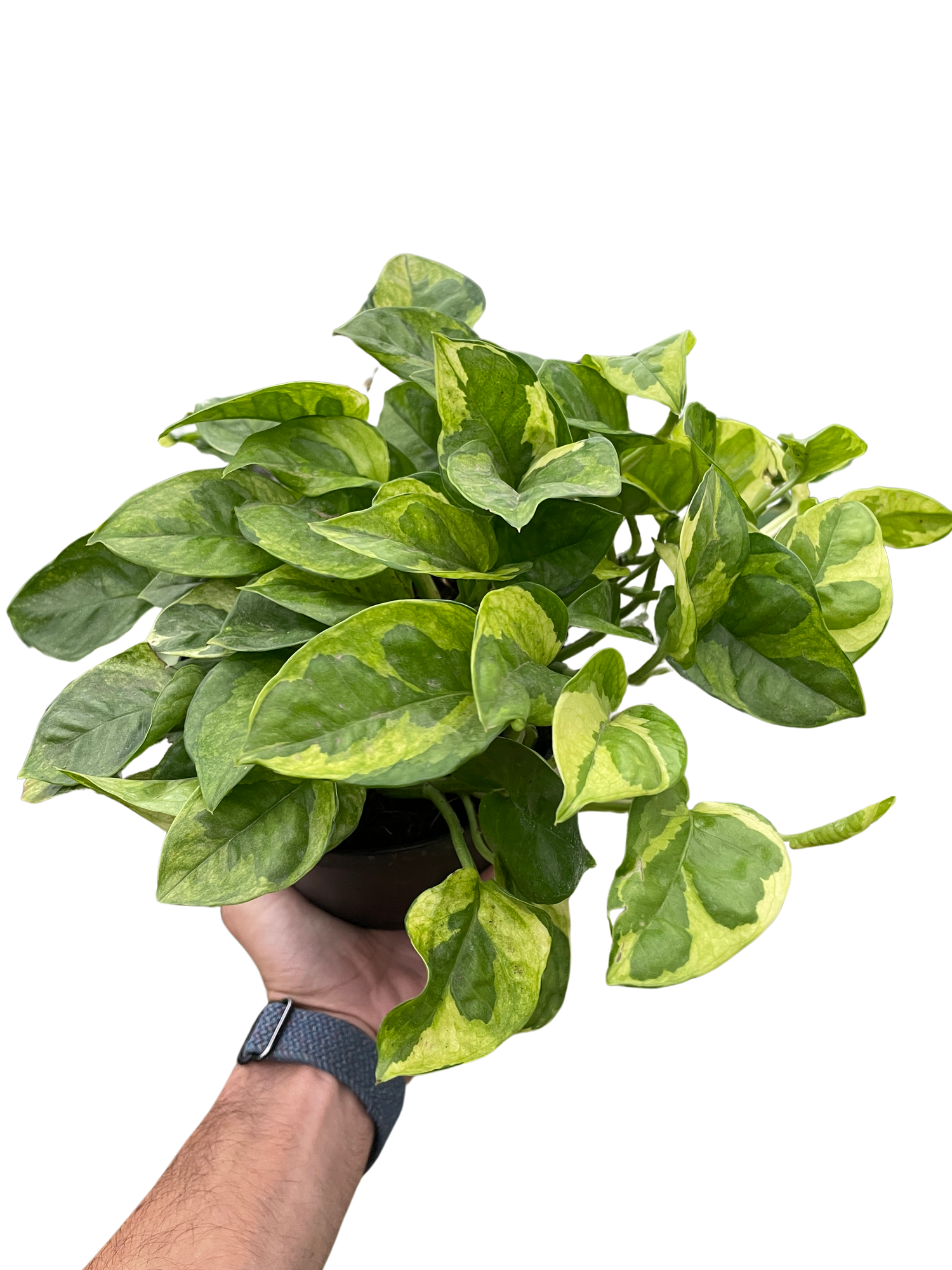 Pothos &