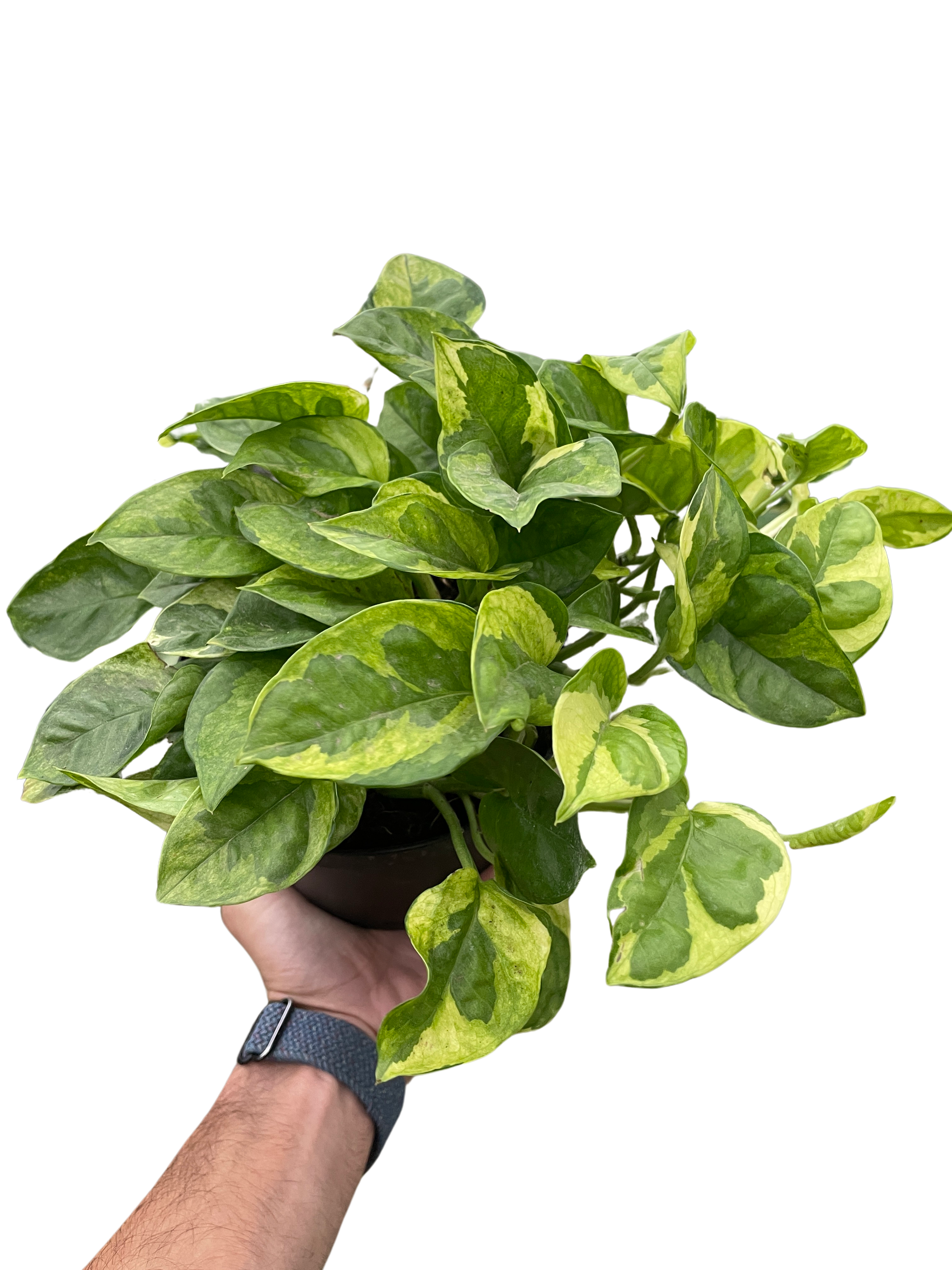 Pothos &