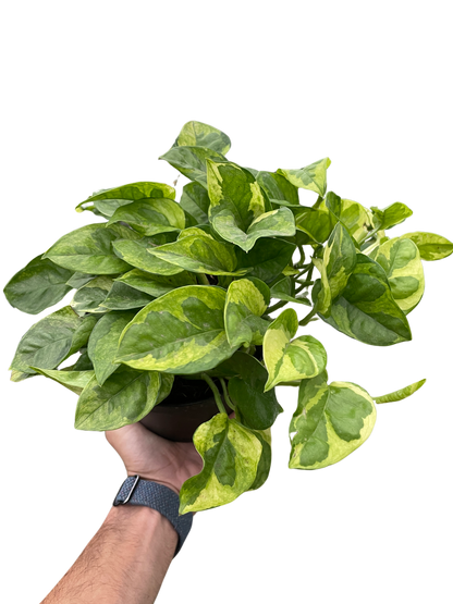 Pothos &