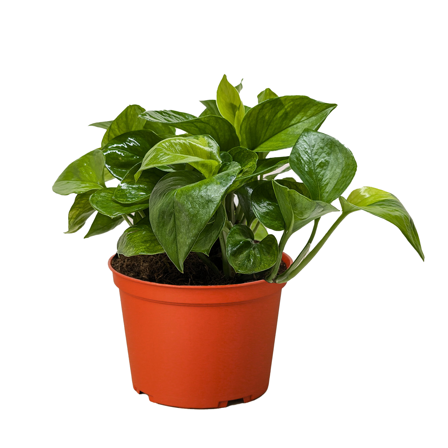 Pothos &