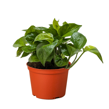 Pothos &