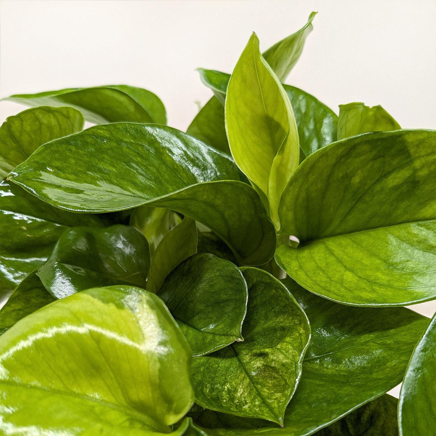 Pothos &