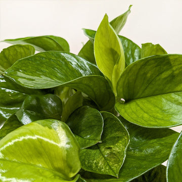 Pothos &