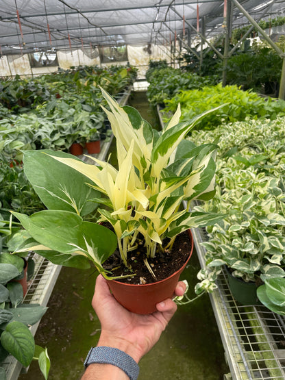 Pothos &