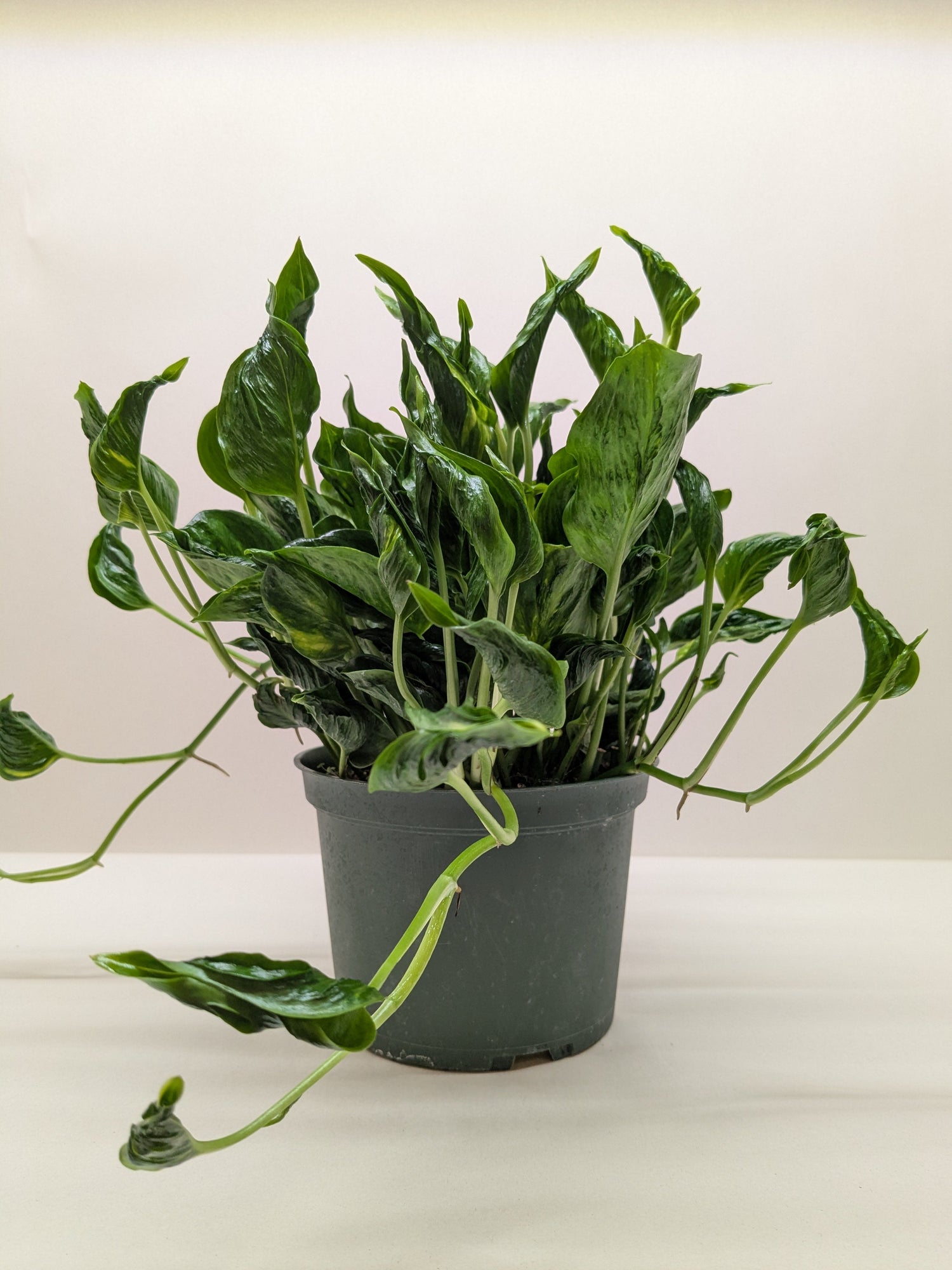 variegated shangri la pothos Pothos 'Shangri La'