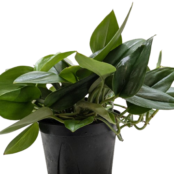 Scindapsus Platinum Java
