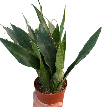 Snake Plant &