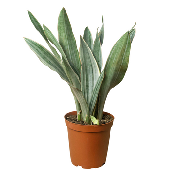 Snake Plant &