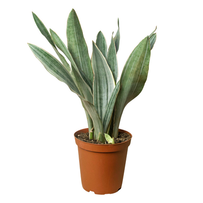 Snake Plant &