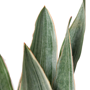 Snake Plant &