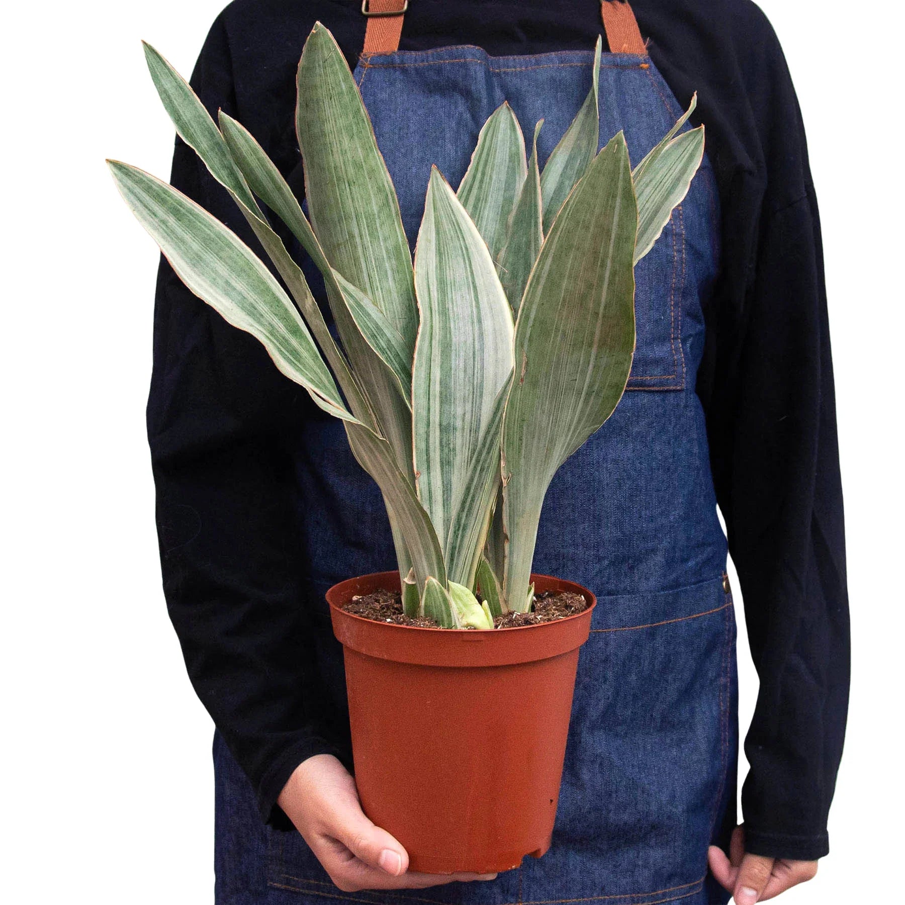 Snake Plant &