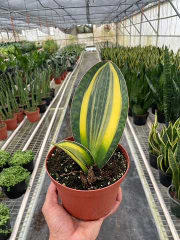 Variegated Shark Fin Snake Plant - Ethereal Company