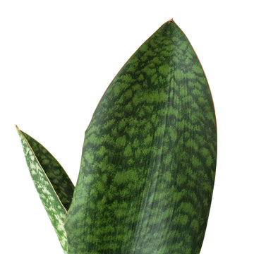 Shark Fin Snake Plant - Ethereal Company-