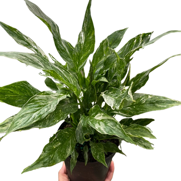 Variegated Spathiphyllum &