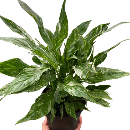 Variegated Spathiphyllum &