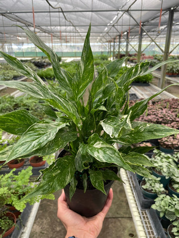 Variegated Spathiphyllum &
