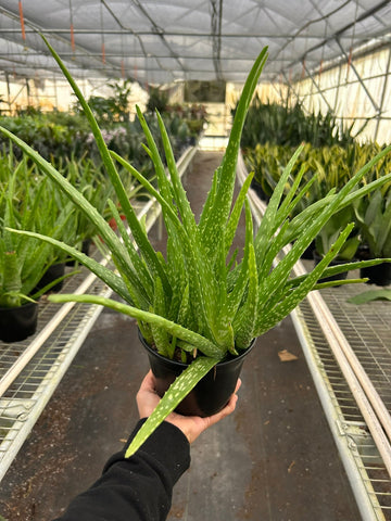 Aloe Vera - Ethereal Company