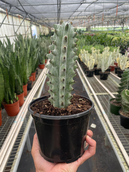 Succulent Cactus Ghost White Boobie - Ethereal Company-Succulent
