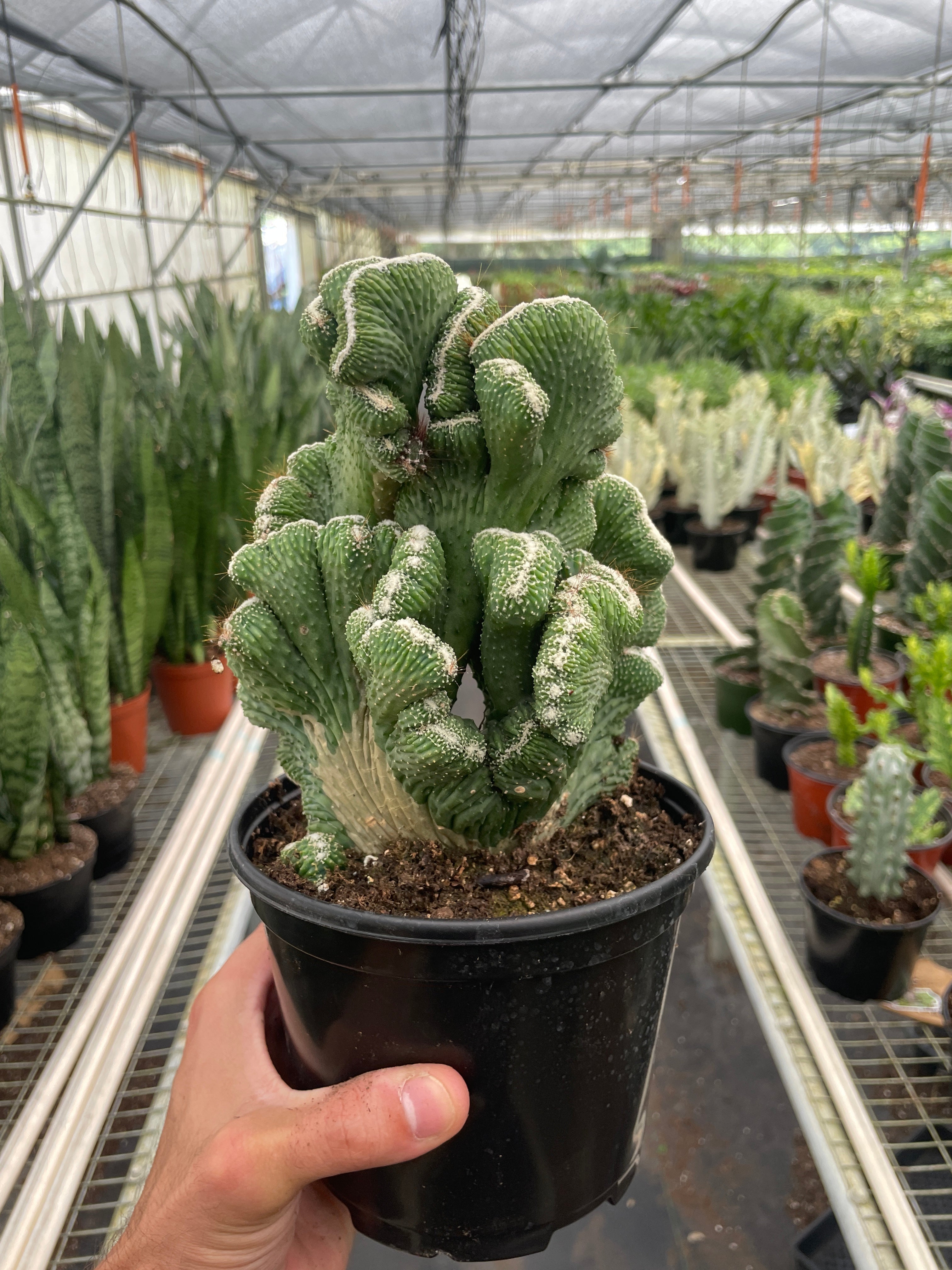 Succulent Cereus Coral Green - Ethereal Company-Succulent
