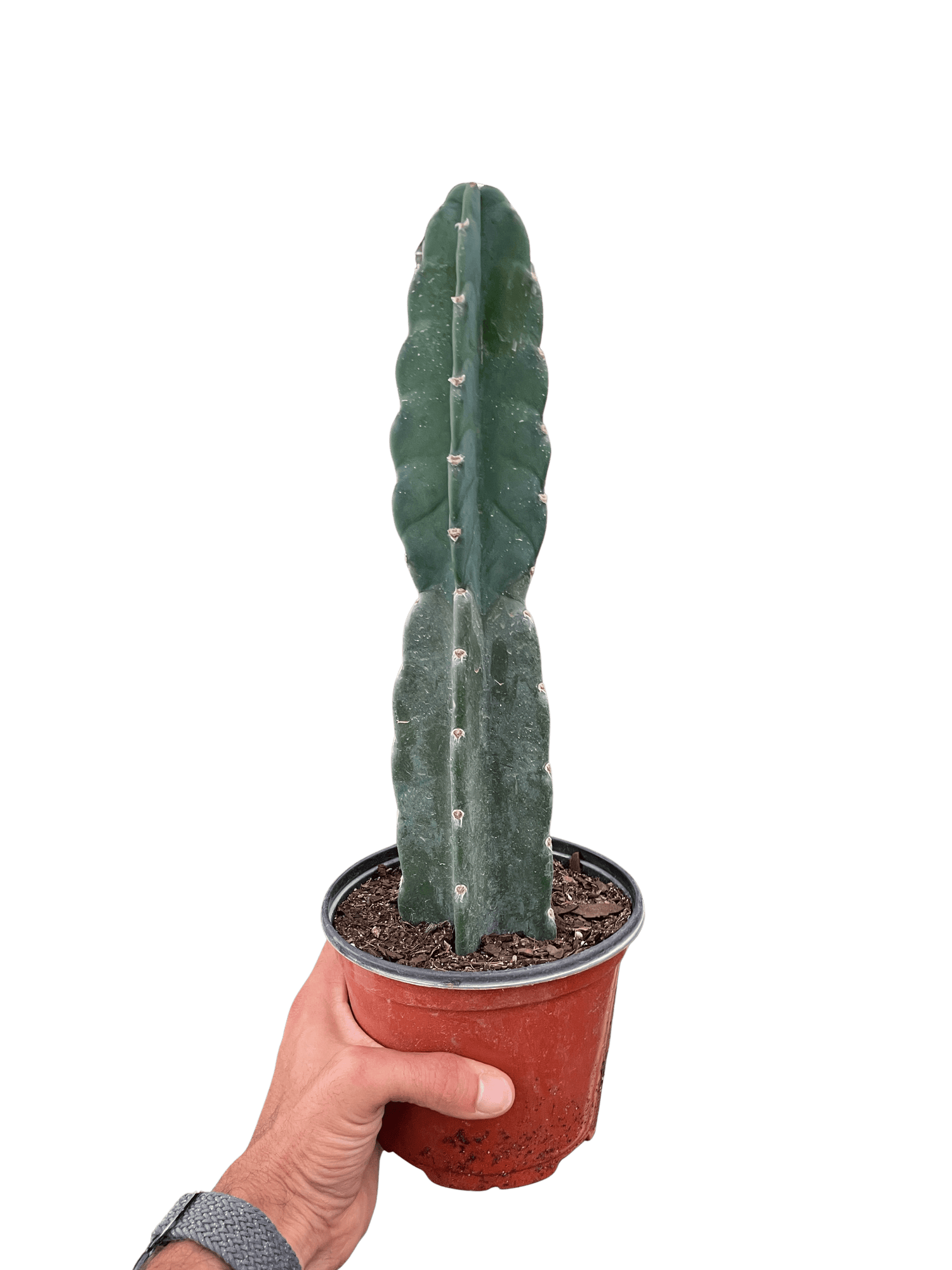 Succulent Cereus Cuddly Cactus - Ethereal Company-