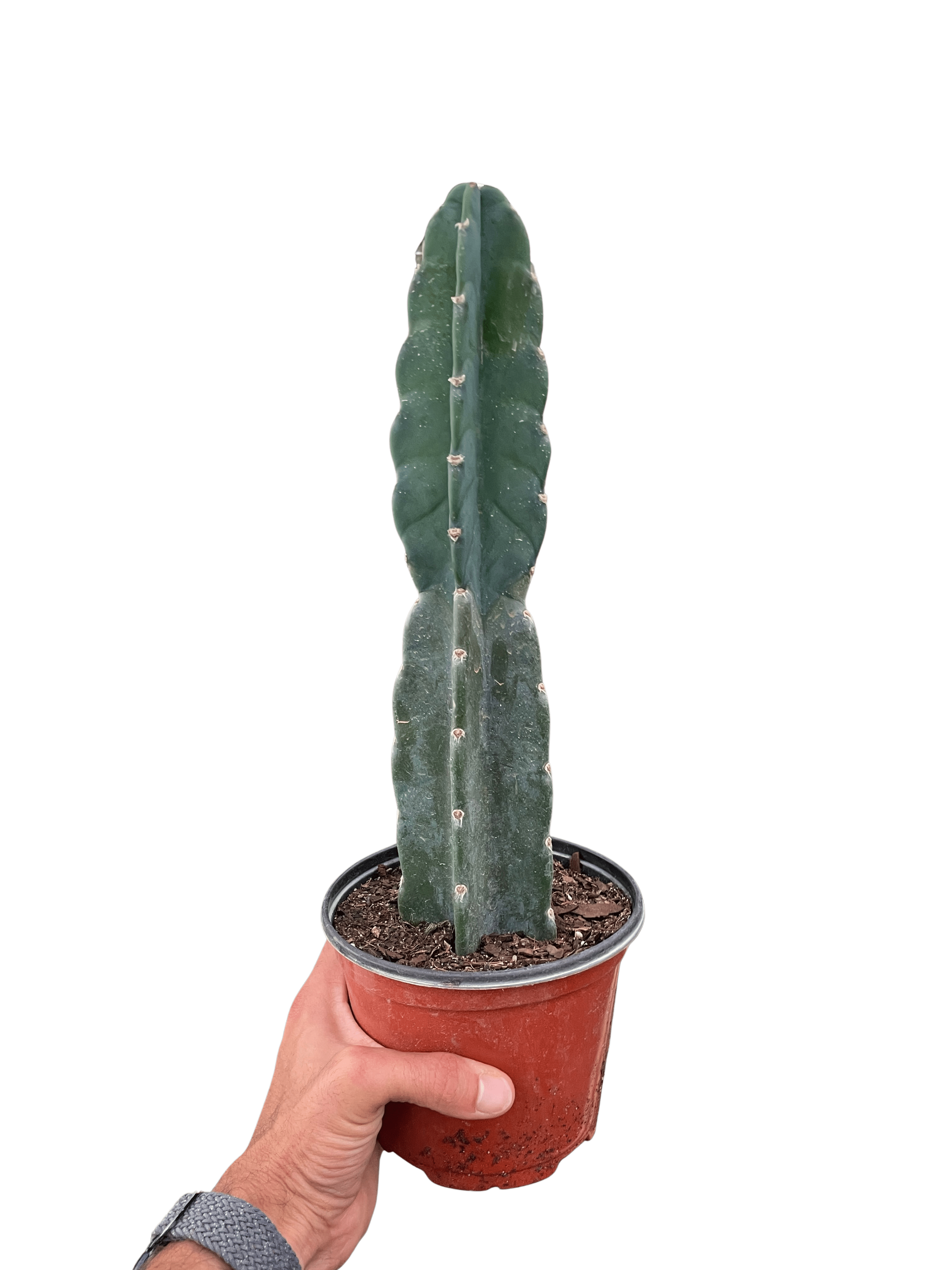Succulent Cereus Cuddly Cactus - Ethereal Company-