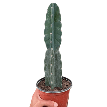 Succulent Cereus Cuddly Cactus - Ethereal Company-