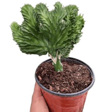 Succulent Euphorbia Lactea Mermaid Tail - Ethereal Company-