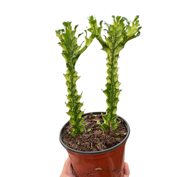 Euphorbia &