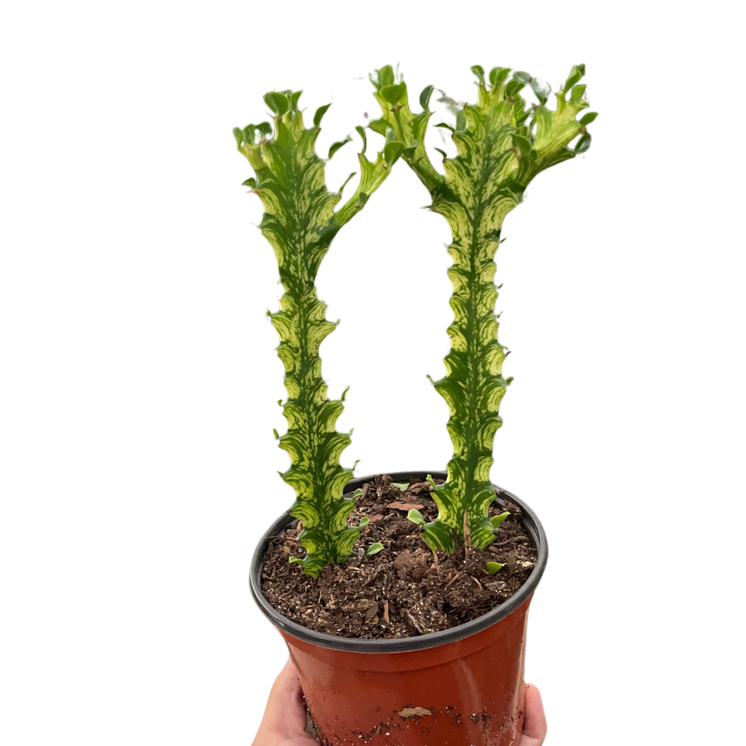 Euphorbia &