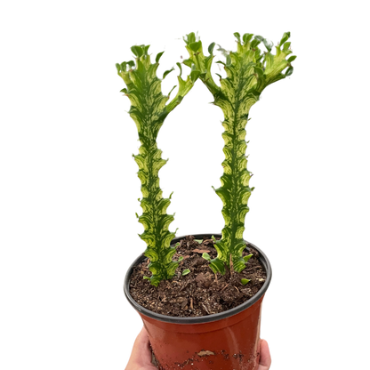 Euphorbia &
