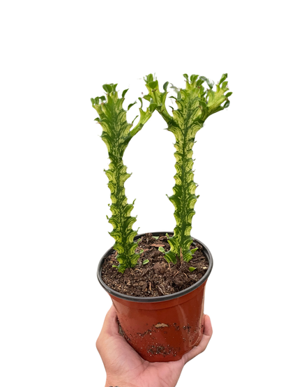 Euphorbia &