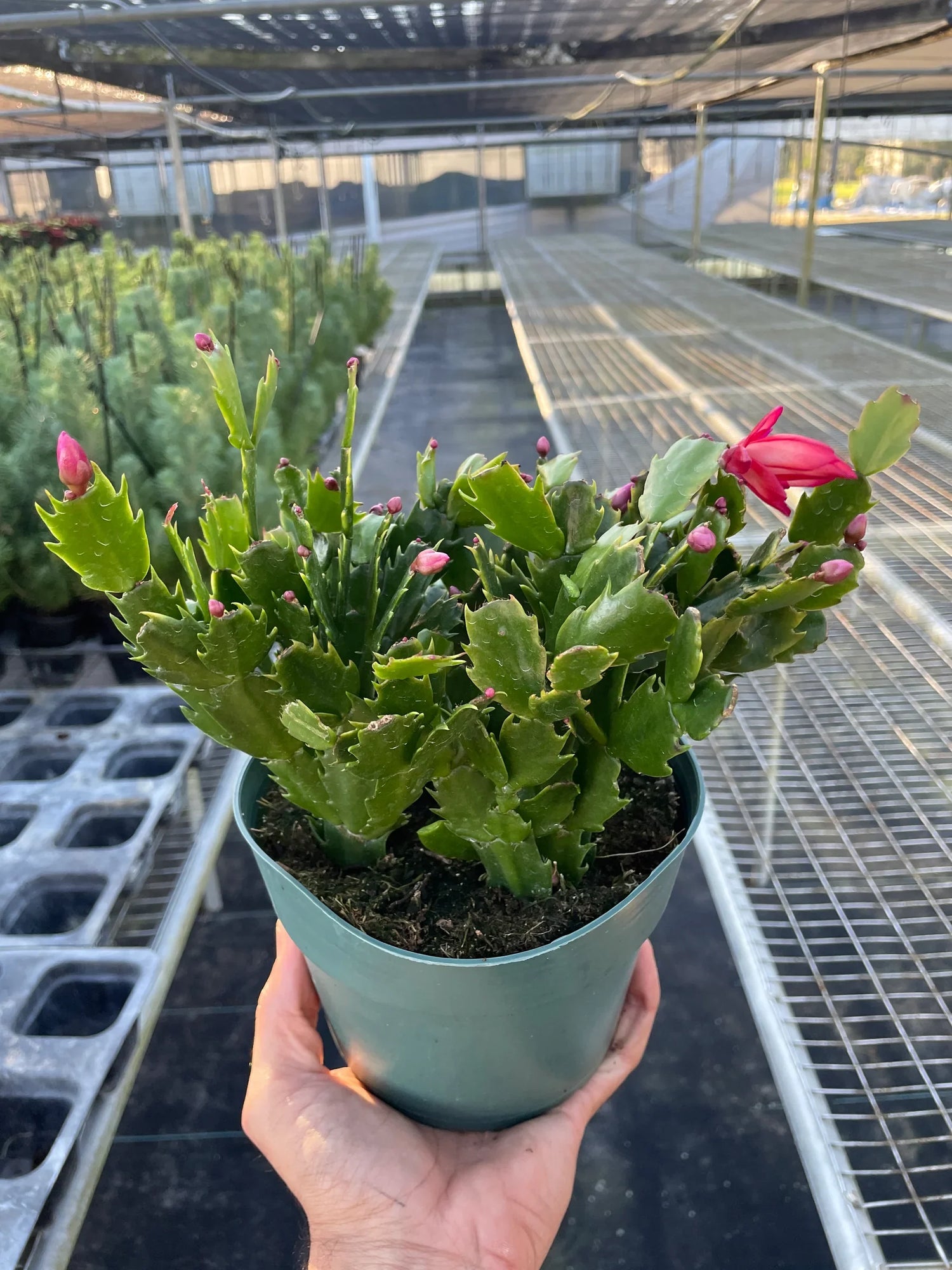 Zygocactus &