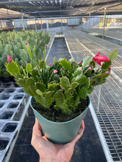 Zygocactus &
