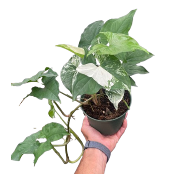 Syngonium &