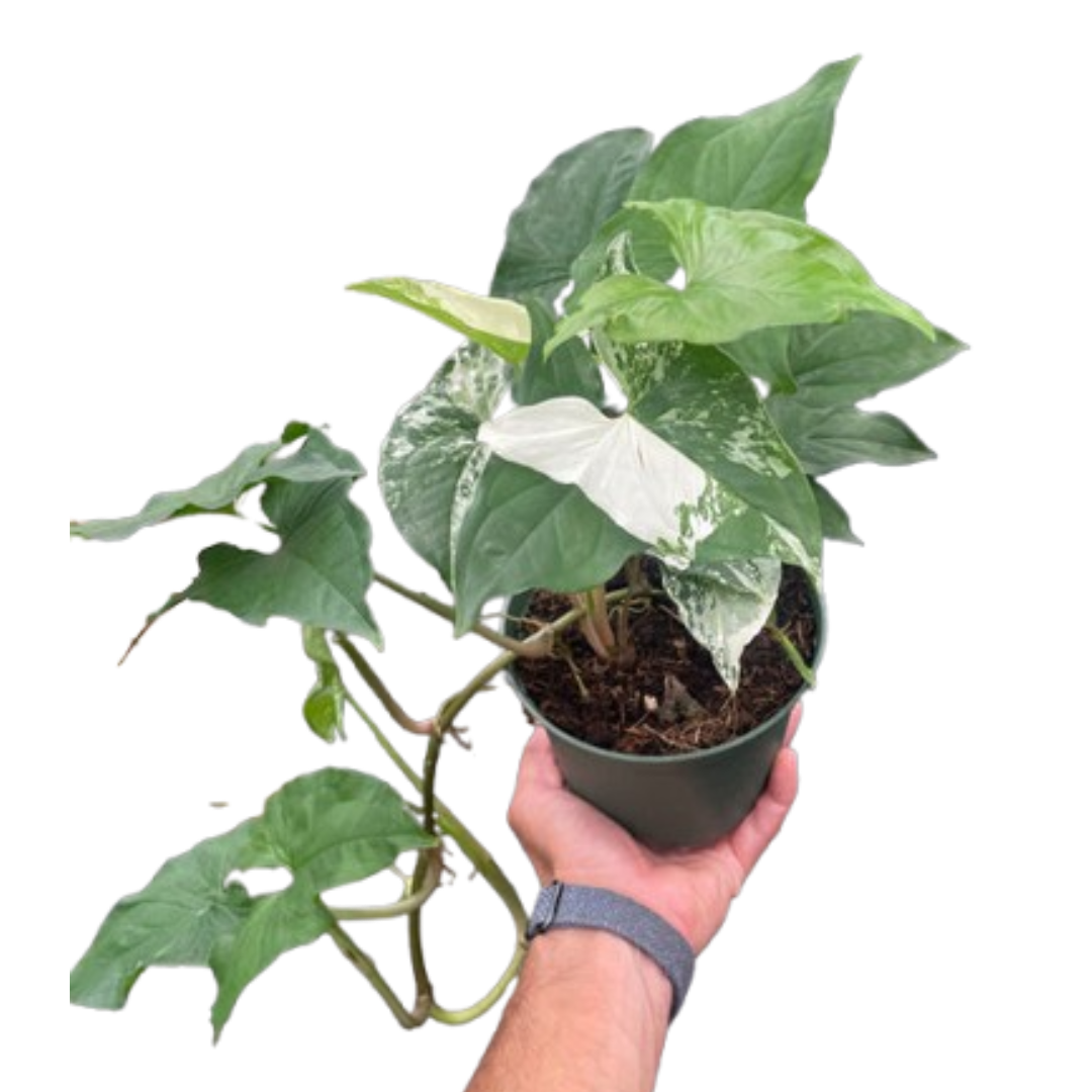 Syngonium &
