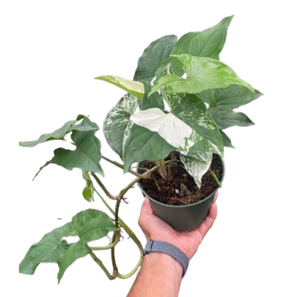Syngonium &