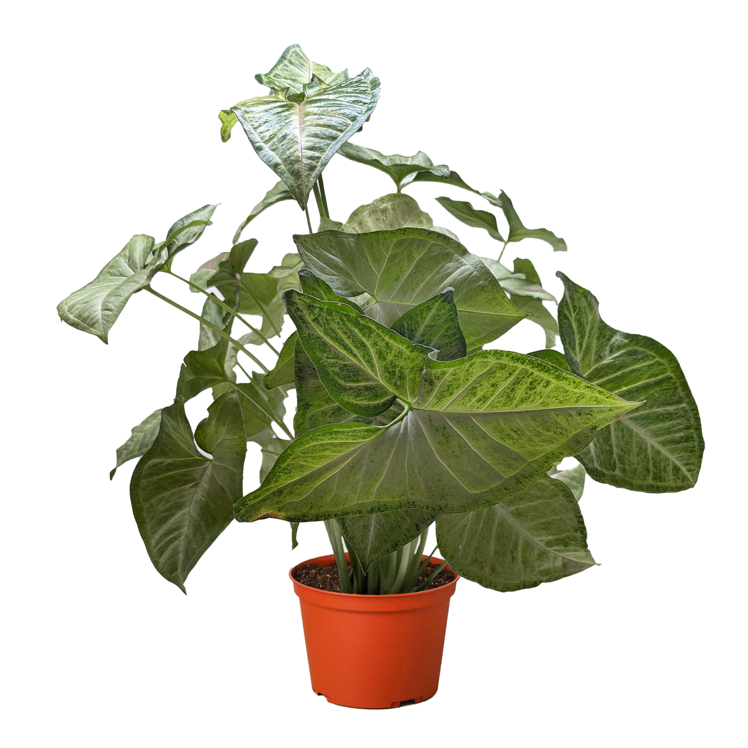 Syngonium &