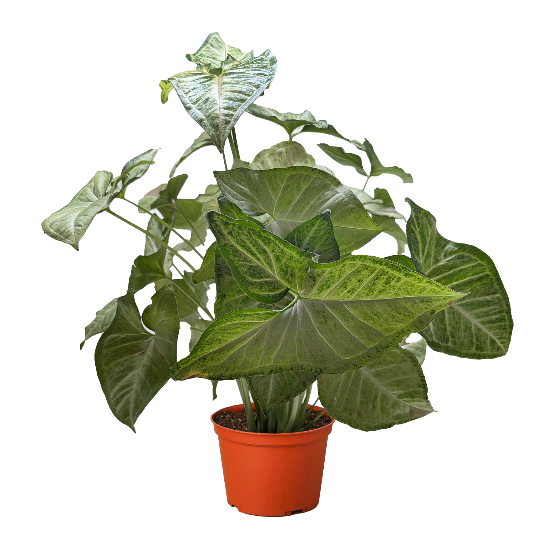 Syngonium &