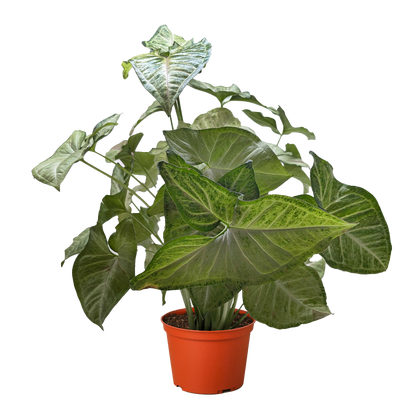 Syngonium &